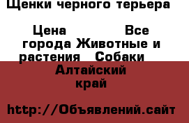 Щенки черного терьера › Цена ­ 35 000 - Все города Животные и растения » Собаки   . Алтайский край